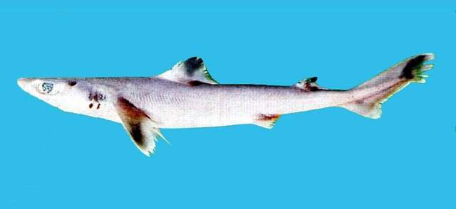 lowfin gulper shark