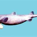 Image of Kitefin Shark