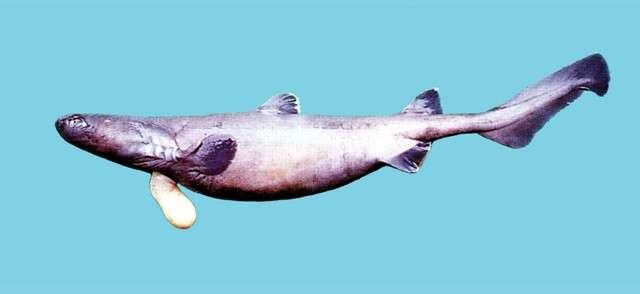 Image of kitefin sharks