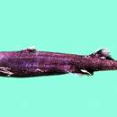 Image of Moller's Lanternshark