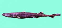 Image of Moller's Lanternshark