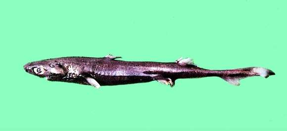 Image of Splendid lantern shark