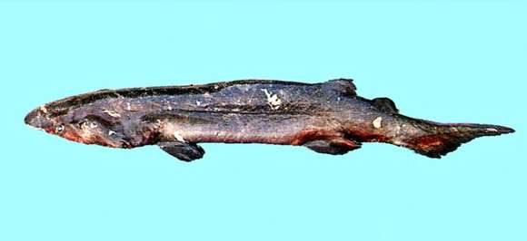 Image of Echinorhinus