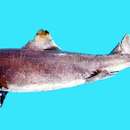 Image of Mandarin Shark