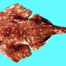 Image of Clouded Angelshark