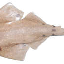 Image of Ocellated Angelshark
