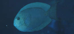 Image of Bluelined Surgeonfish