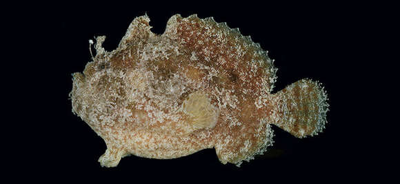 Image of Antennatus