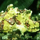 صورة Antennarius maculatus (Desjardins 1840)