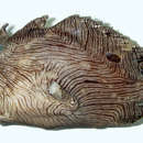 Image of Calico frogfish