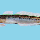 Image of Madura goby