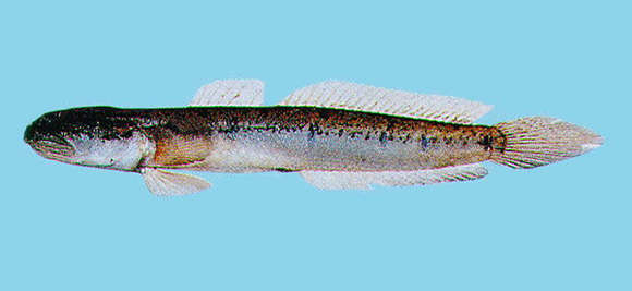 Image of Apocryptodon