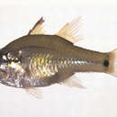 Image of Amboina cardinalfish