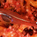 Image of Redspot cardinalfish