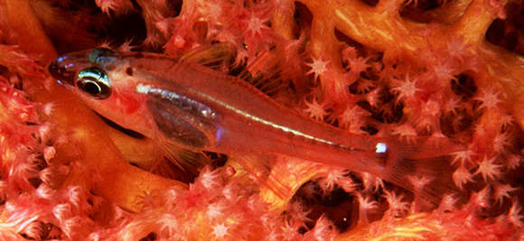 Image of Redspot cardinalfish