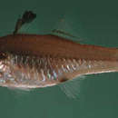 Image of Barcheeked cardinalfish