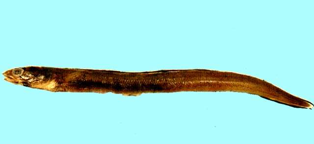 Image of Ariosoma meeki (Jordan & Snyder 1900)