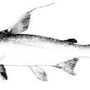 Image of Threadfin Sea Catfish