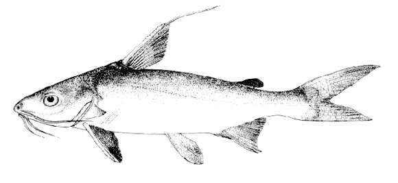 Image of Threadfin Sea Catfish