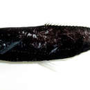 Image of Astronesthes formosana Liao, Chen & Shao 2006
