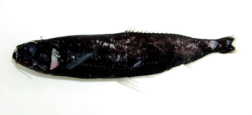 Image of Astronesthes