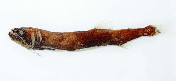 Image of Astronesthes