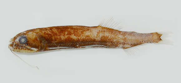 Image of Astronesthes