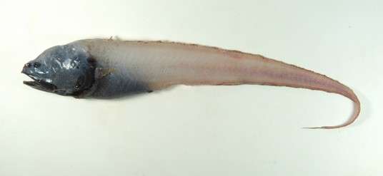 Image of Bassozetus