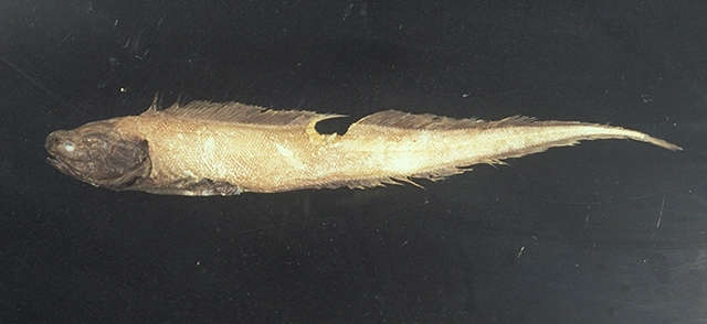 Image of Assfish