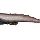 Image of Glutin assfish