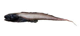 Image of Assfish