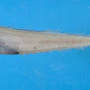 Image of Robust assfish