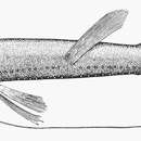 Image of Scaleless Dragonfish