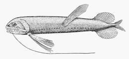 Image of Dragonfish