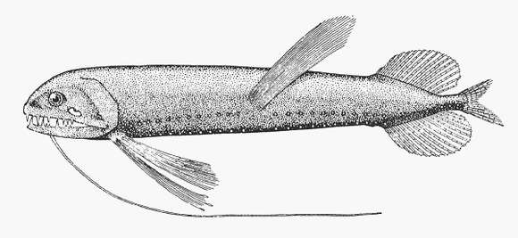 Image of Dragonfish