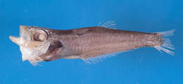Image of deep-sea herrings