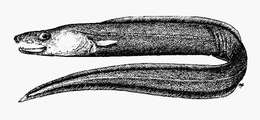 Image of Bathycongrus