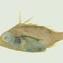 Image of Boomer spikefish