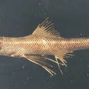 صورة Bathypterois atricolor Alcock 1896