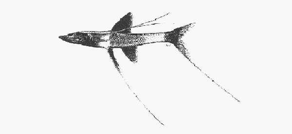 Image of spiderfishes