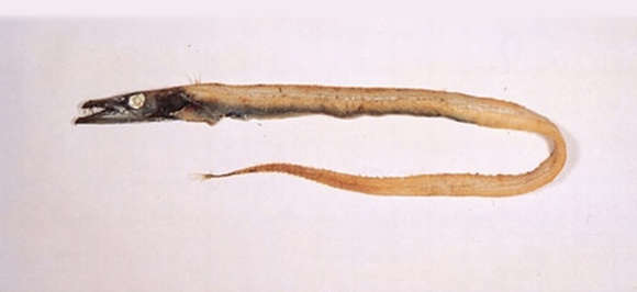 Image of Benthodesmus