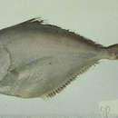 Image of Myers&#39; pomfret