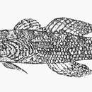 Image of Slimy goby