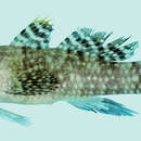 Image of Ostrich goby