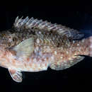 Image of Japanese Parrotfish