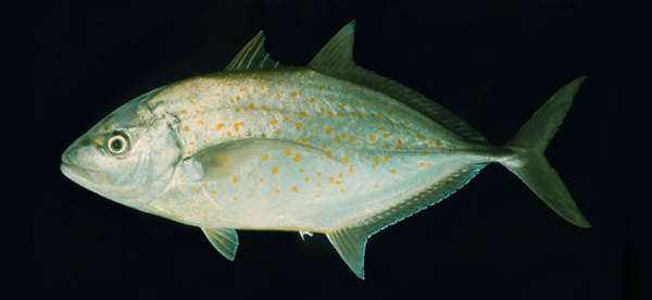 Image of trevally