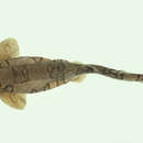 Image of Reticulate Swell Shark