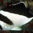 Image of Black-barred Butterflyfish
