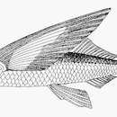 Image de Cheilopogon katoptron (Bleeker 1865)