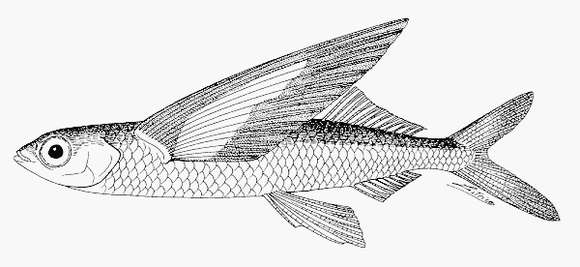 Image de Cheilopogon katoptron (Bleeker 1865)